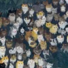 Cats At Every Turn