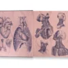 Gray's Anatomy
