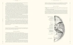 Gray's Anatomy
