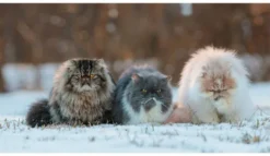 This Book is Literally Just Pictures of Cute Cats Who Are Plotting to Kill You