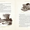 Wind In the Willows